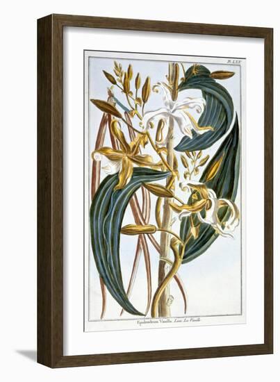 Vanilla Pods, Plate 65, from Collection Precieuse et Enluminee, Volume III-Pierre-Joseph Buchoz-Framed Giclee Print