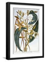 Vanilla Pods, Plate 65, from Collection Precieuse et Enluminee, Volume III-Pierre-Joseph Buchoz-Framed Giclee Print