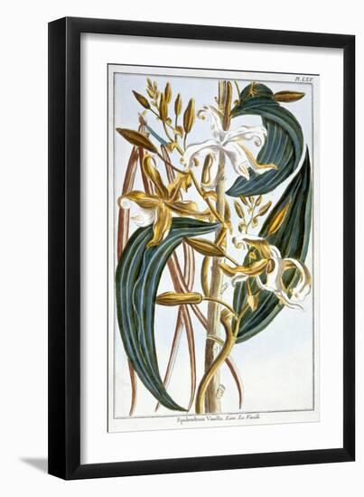 Vanilla Pods, Plate 65, from Collection Precieuse et Enluminee, Volume III-Pierre-Joseph Buchoz-Framed Giclee Print