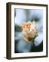 Vanilla Rose IV-Nicole Katano-Framed Photo