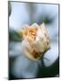 Vanilla Rose IV-Nicole Katano-Mounted Photo