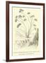 Vanilla-Scented Heliotrope of the Lomas in the Ashy Region of the Quebrada-Édouard Riou-Framed Giclee Print