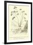 Vanilla-Scented Heliotrope of the Lomas in the Ashy Region of the Quebrada-Édouard Riou-Framed Giclee Print