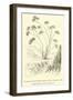 Vanilla-Scented Heliotrope of the Lomas in the Ashy Region of the Quebrada-Édouard Riou-Framed Giclee Print