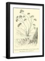 Vanilla-Scented Heliotrope of the Lomas in the Ashy Region of the Quebrada-Édouard Riou-Framed Giclee Print