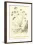 Vanilla-Scented Heliotrope of the Lomas in the Ashy Region of the Quebrada-Édouard Riou-Framed Giclee Print