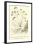 Vanilla-Scented Heliotrope of the Lomas in the Ashy Region of the Quebrada-Édouard Riou-Framed Giclee Print