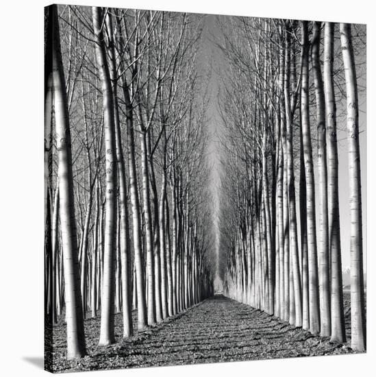 Vanishing Point-Hakan Strand-Stretched Canvas