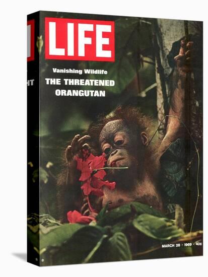 Vanishing Wildlife: The Threatened Orangutan, March 28, 1969-Co Rentmeester-Stretched Canvas