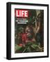 Vanishing Wildlife: The Threatened Orangutan, March 28, 1969-Co Rentmeester-Framed Photographic Print