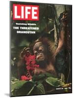 Vanishing Wildlife: The Threatened Orangutan, March 28, 1969-Co Rentmeester-Mounted Photographic Print