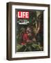 Vanishing Wildlife: The Threatened Orangutan, March 28, 1969-Co Rentmeester-Framed Photographic Print