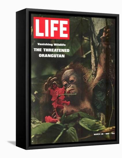Vanishing Wildlife: The Threatened Orangutan, March 28, 1969-Co Rentmeester-Framed Stretched Canvas
