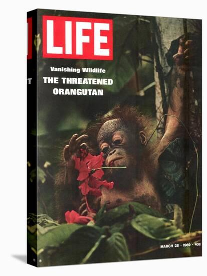 Vanishing Wildlife: The Threatened Orangutan, March 28, 1969-Co Rentmeester-Stretched Canvas