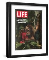 Vanishing Wildlife: The Threatened Orangutan, March 28, 1969-Co Rentmeester-Framed Photographic Print