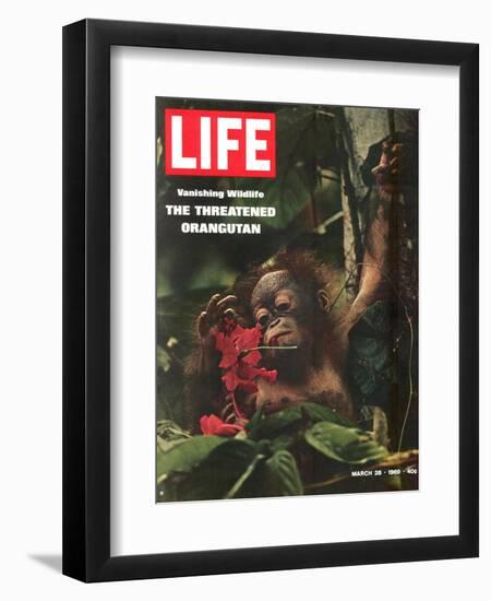 Vanishing Wildlife: The Threatened Orangutan, March 28, 1969-Co Rentmeester-Framed Photographic Print