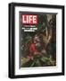 Vanishing Wildlife: The Threatened Orangutan, March 28, 1969-Co Rentmeester-Framed Photographic Print