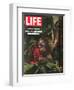 Vanishing Wildlife: The Threatened Orangutan, March 28, 1969-Co Rentmeester-Framed Photographic Print