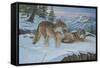 Vantage Point Wolves-Bruce Dumas-Framed Stretched Canvas