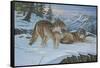 Vantage Point Wolves-Bruce Dumas-Framed Stretched Canvas