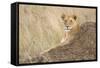 Vantage Point-Susann Parker-Framed Stretched Canvas