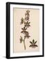 Var Andersonianum an Orchid Species-null-Framed Art Print