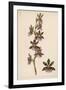 Var Andersonianum an Orchid Species-null-Framed Art Print