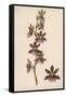 Var Andersonianum an Orchid Species-null-Framed Stretched Canvas