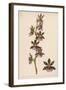 Var Andersonianum an Orchid Species-null-Framed Art Print