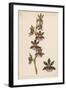 Var Andersonianum an Orchid Species-null-Framed Art Print