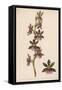 Var Andersonianum an Orchid Species-null-Framed Stretched Canvas