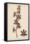 Var Andersonianum an Orchid Species-null-Framed Stretched Canvas