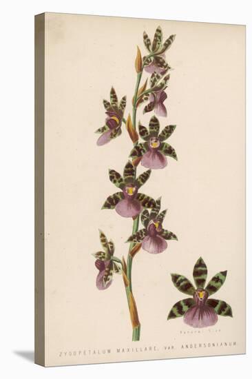 Var Andersonianum an Orchid Species-null-Stretched Canvas