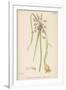 Var. Complanatum Field Garlic-John Edward Sowerby-Framed Premium Giclee Print