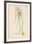 Var. Complanatum Field Garlic-John Edward Sowerby-Framed Premium Giclee Print