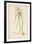 Var. Complanatum Field Garlic-John Edward Sowerby-Framed Premium Giclee Print