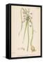 Var. Complanatum Field Garlic-John Edward Sowerby-Framed Stretched Canvas