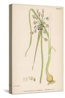 Var. Complanatum Field Garlic-John Edward Sowerby-Stretched Canvas