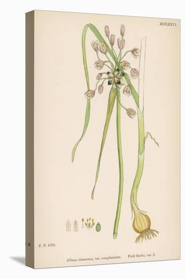 Var. Complanatum Field Garlic-John Edward Sowerby-Stretched Canvas
