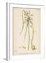 Var. Complanatum Field Garlic-John Edward Sowerby-Framed Art Print