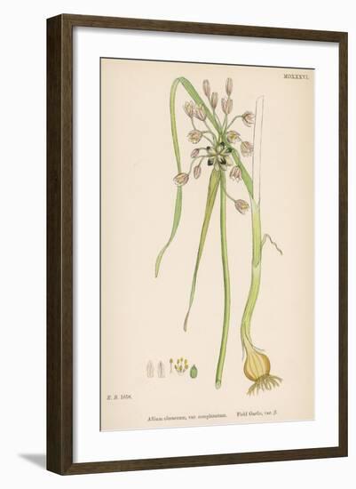 Var. Complanatum Field Garlic-John Edward Sowerby-Framed Art Print