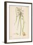 Var. Complanatum Field Garlic-John Edward Sowerby-Framed Art Print