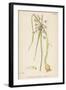 Var. Complanatum Field Garlic-John Edward Sowerby-Framed Art Print