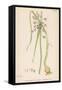 Var. Complanatum Field Garlic-John Edward Sowerby-Framed Stretched Canvas