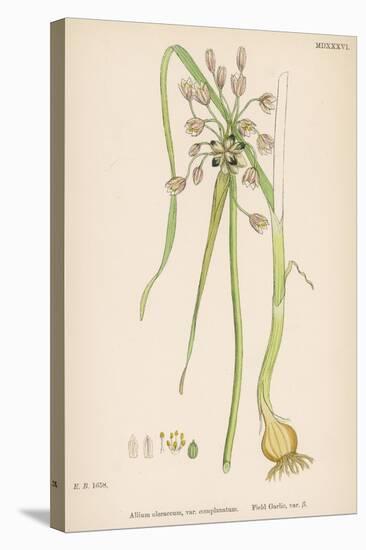 Var. Complanatum Field Garlic-John Edward Sowerby-Stretched Canvas