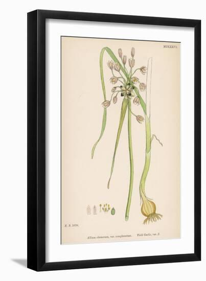 Var. Complanatum Field Garlic-John Edward Sowerby-Framed Art Print