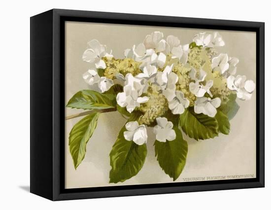 Var. Tomentosum Japanese Snowball Bush-null-Framed Stretched Canvas