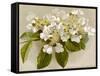 Var. Tomentosum Japanese Snowball Bush-null-Framed Stretched Canvas