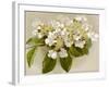 Var. Tomentosum Japanese Snowball Bush-null-Framed Photographic Print