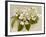 Var. Tomentosum Japanese Snowball Bush-null-Framed Photographic Print